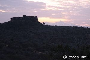 Mt. Kenya at Dawn