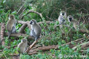 Vervets at Hippo Pool